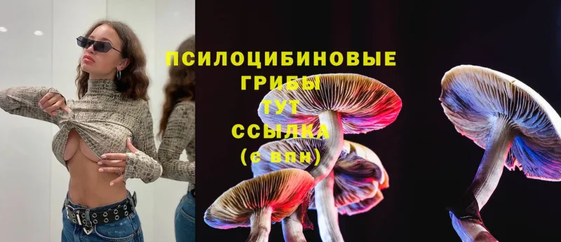 Псилоцибиновые грибы Cubensis  Полярные Зори 